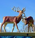 The deer